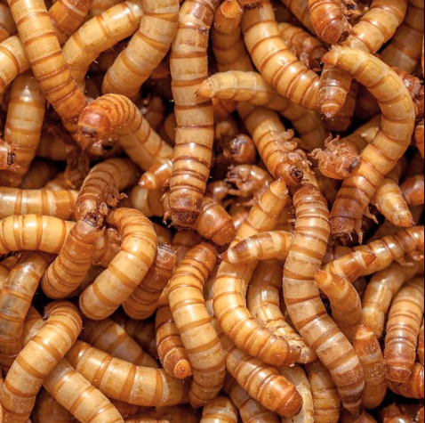 Dried Mealworms 200g