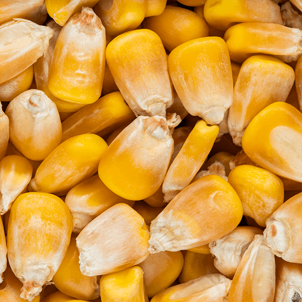 Whole Maize 1kg
