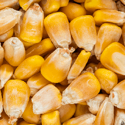 Whole Maize 1kg
