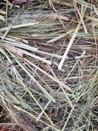 Teff Bales